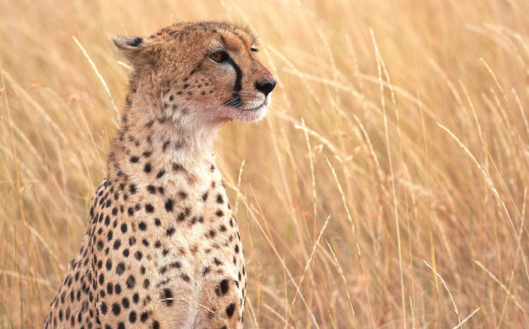 cats, Cheetahs, Grass, Animals, Cheetah HD Wallpaper Desktop Background