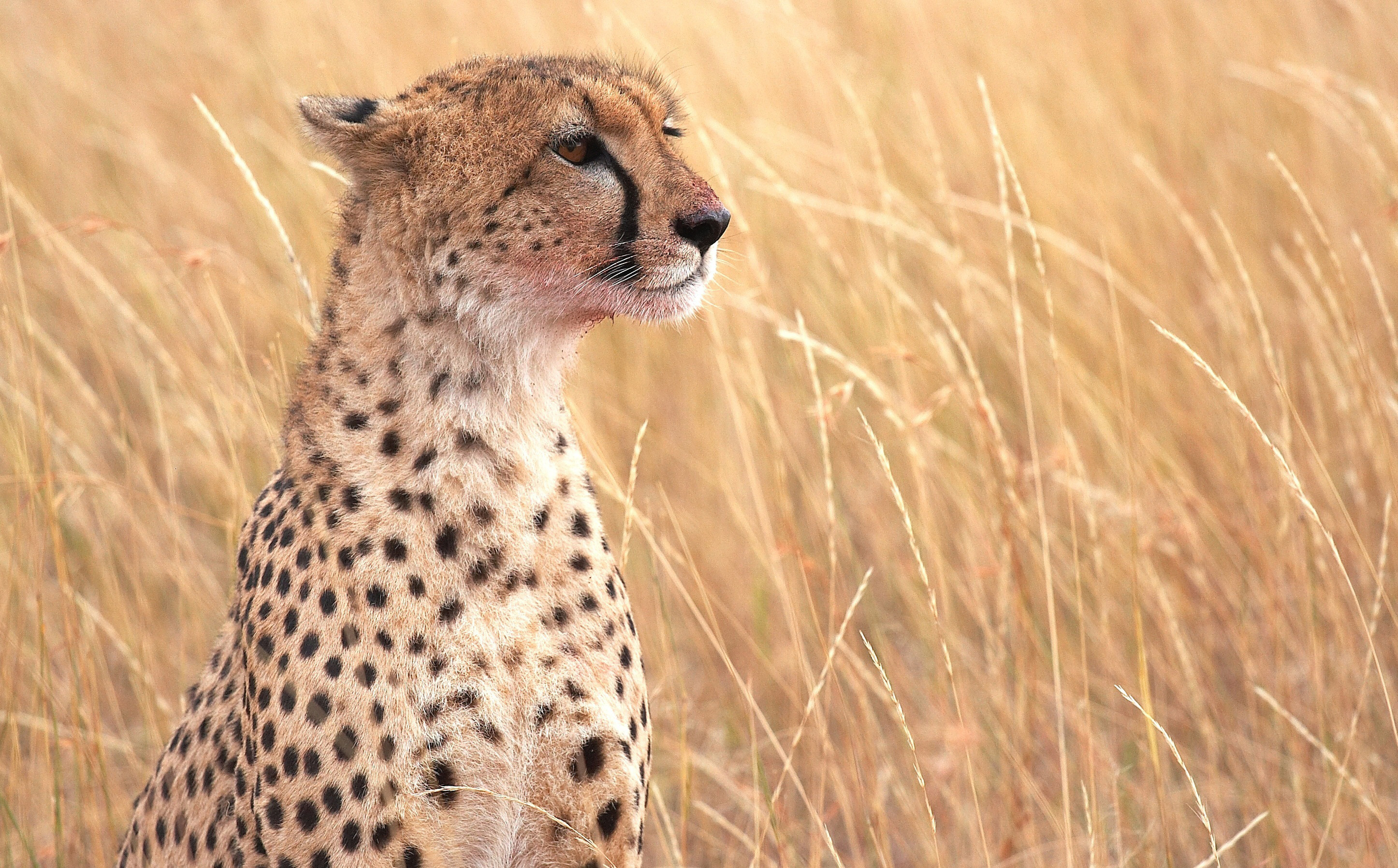 cats, Cheetahs, Grass, Animals, Cheetah Wallpaper