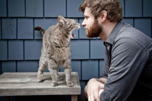 cats, Animals, Men, Beard