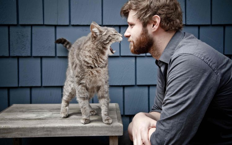 cats, Animals, Men, Beard HD Wallpaper Desktop Background