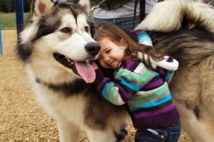 children, Dogs, Alaskan, Malamute