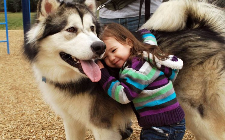 children, Dogs, Alaskan, Malamute HD Wallpaper Desktop Background