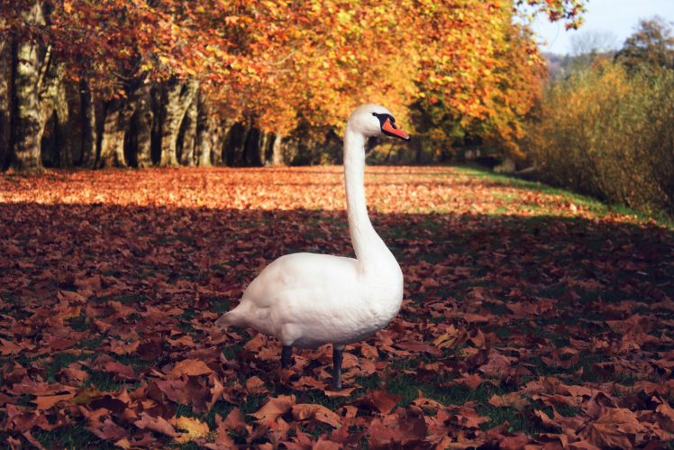 autumn, Fall, Tree, Forest, Landscape, Nature, Leaves, Swan, Geese, Goose, Bird HD Wallpaper Desktop Background
