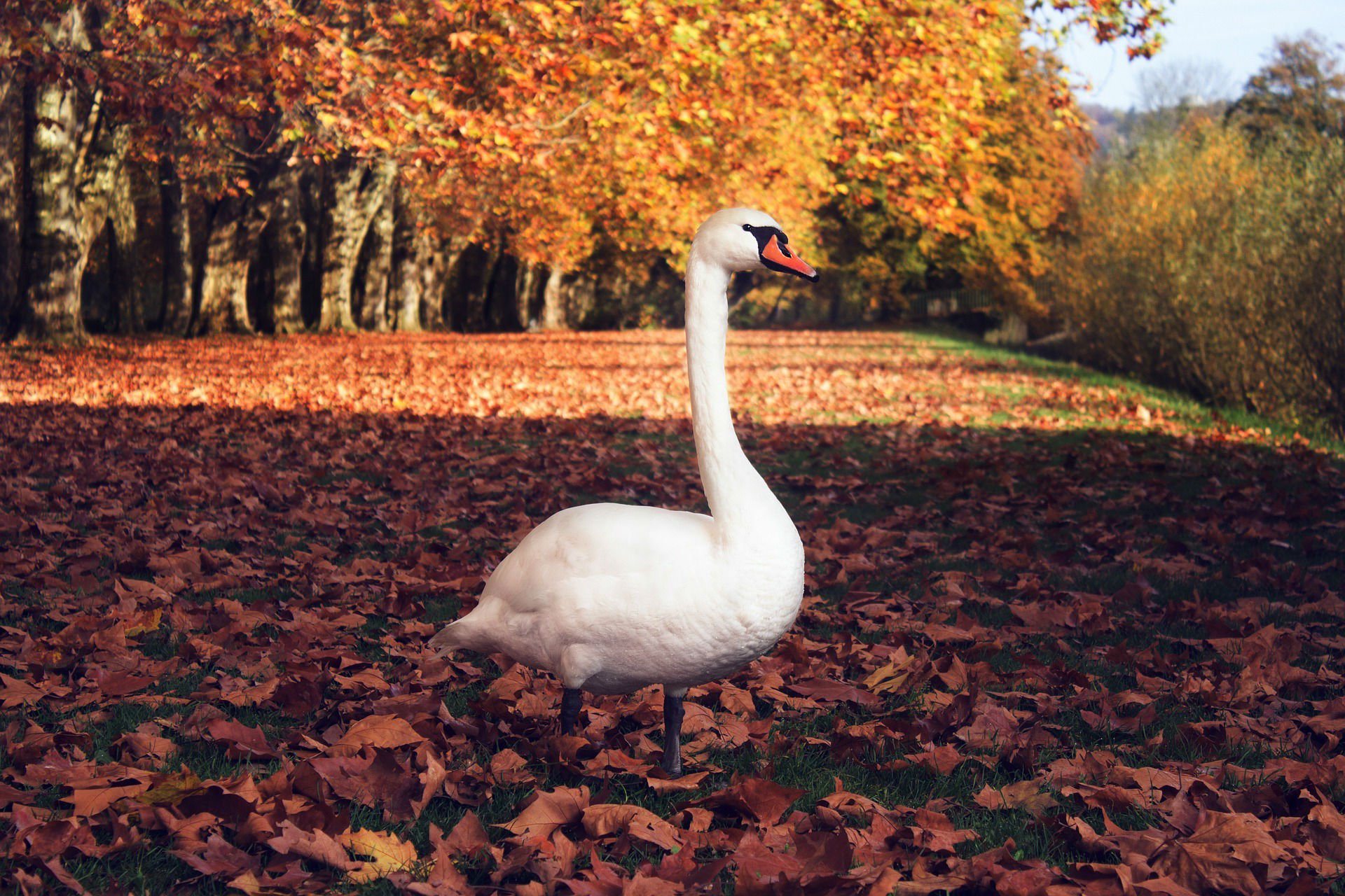 autumn, Fall, Tree, Forest, Landscape, Nature, Leaves, Swan, Geese, Goose, Bird Wallpaper