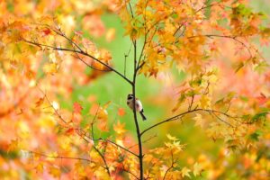 autumn, Fall, Landscape, Nature, Tree, Forest
