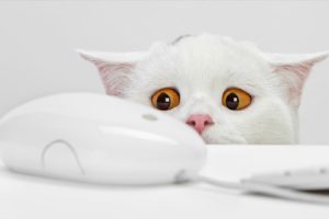 computers, White, Cats, Animals, Keyboards, Funny, Yellow, Eyes, Mice, Simple, Background, White, Background