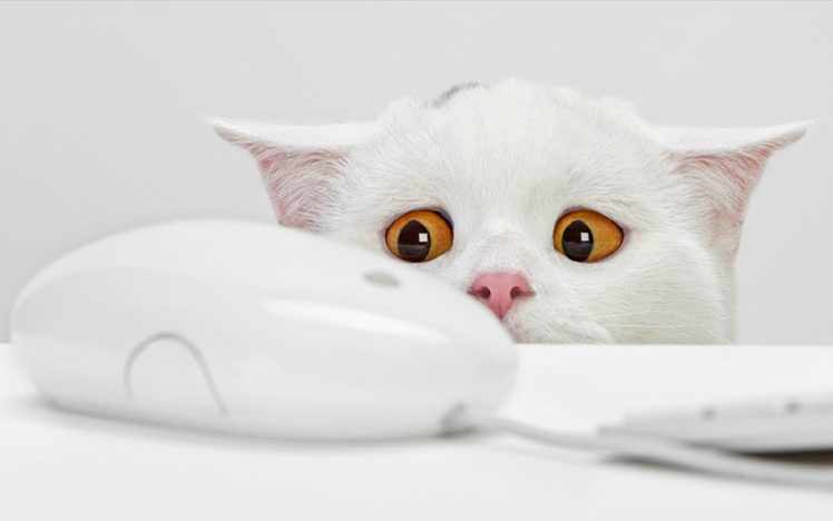 computers, White, Cats, Animals, Keyboards, Funny, Yellow, Eyes, Mice, Simple, Background, White, Background HD Wallpaper Desktop Background