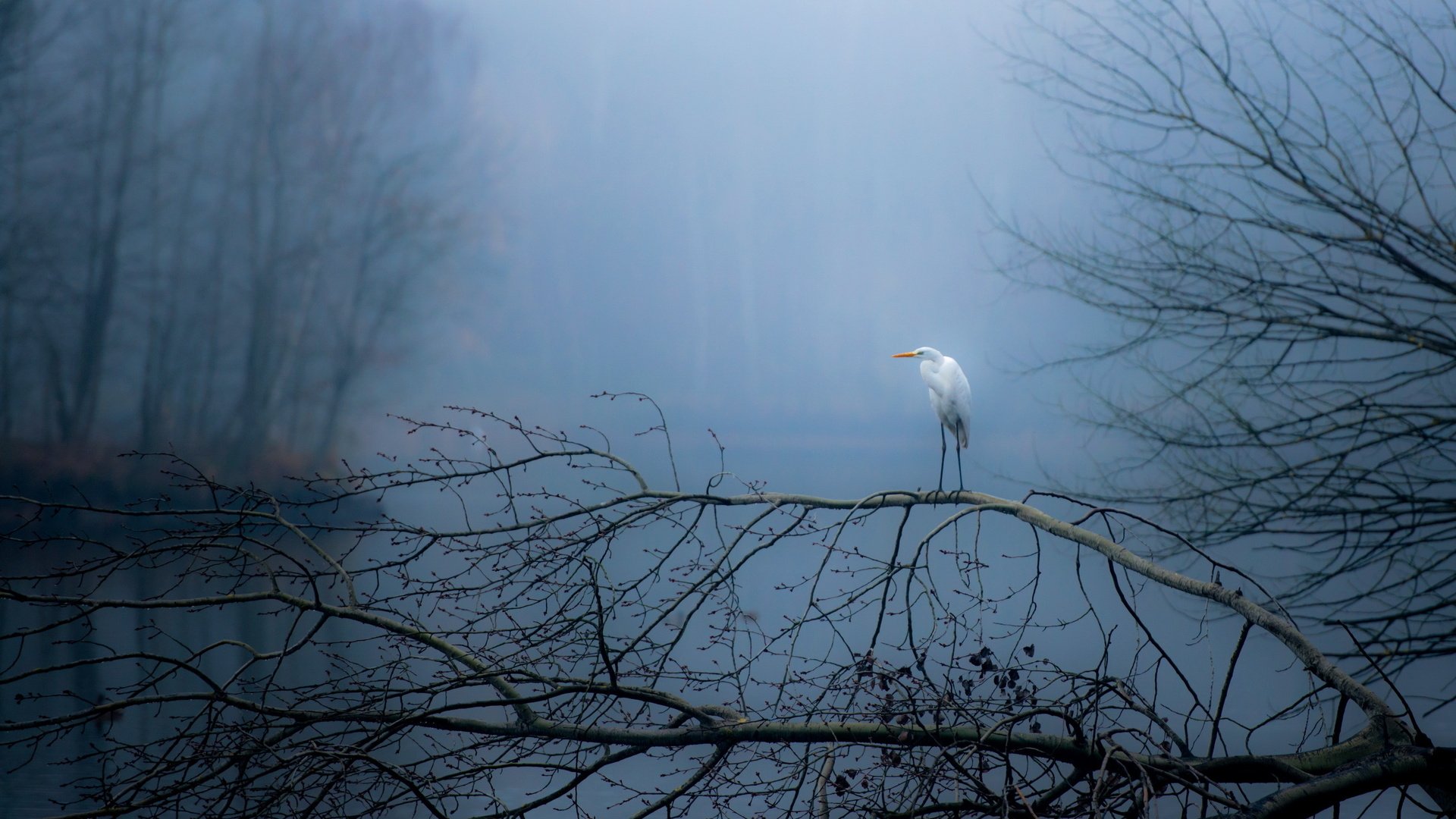 bird, Nature, Animal, Autumn Wallpaper