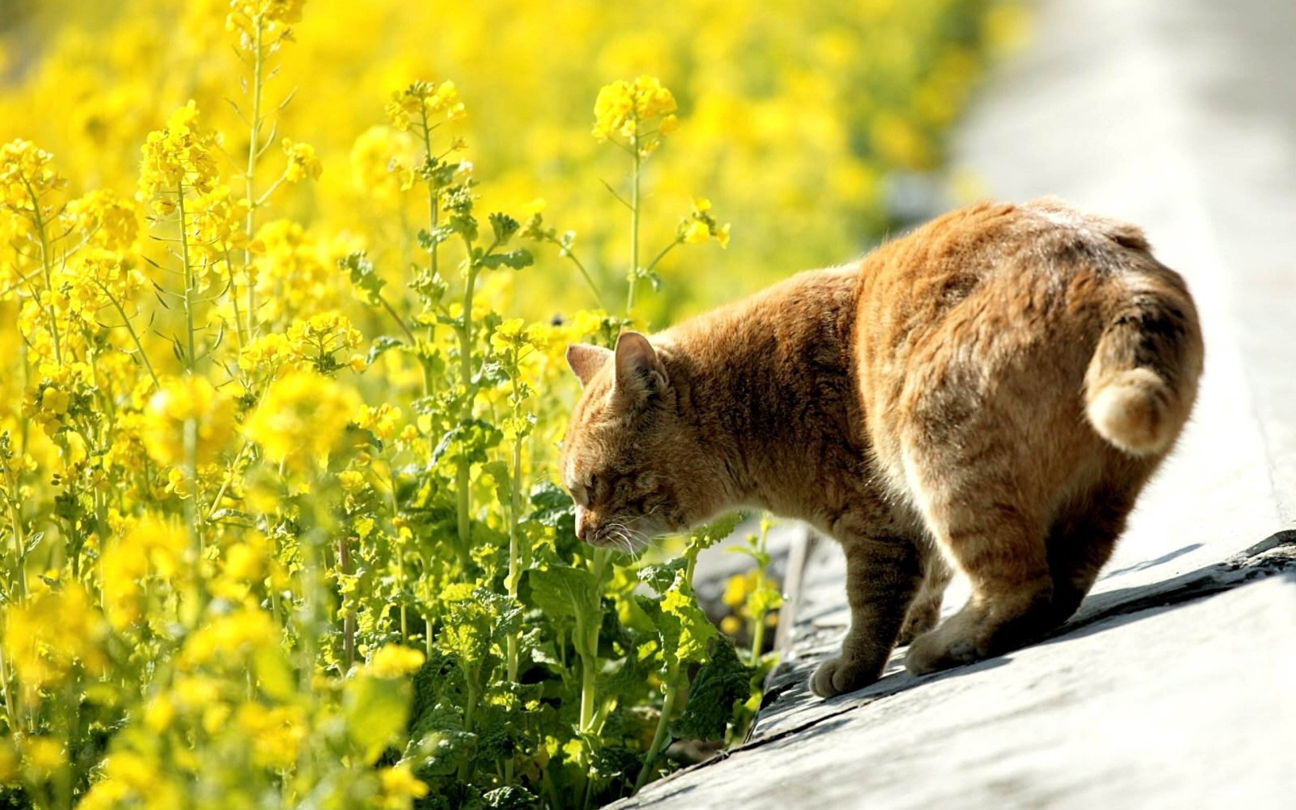 rape, Flowers, And, A, Cataeus, Cute Wallpaper