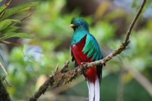 quetzal, Ave, Exotica, Multicolores