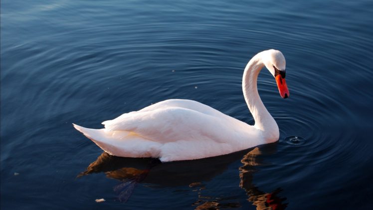 cisne, Blanco, Ave HD Wallpaper Desktop Background