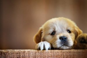 puppy, Want, To, Play, Animal, Cute, Baby, Dog