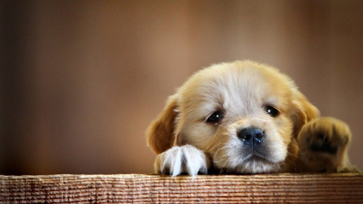 puppy, Want, To, Play, Animal, Cute, Baby, Dog HD Wallpaper Desktop Background