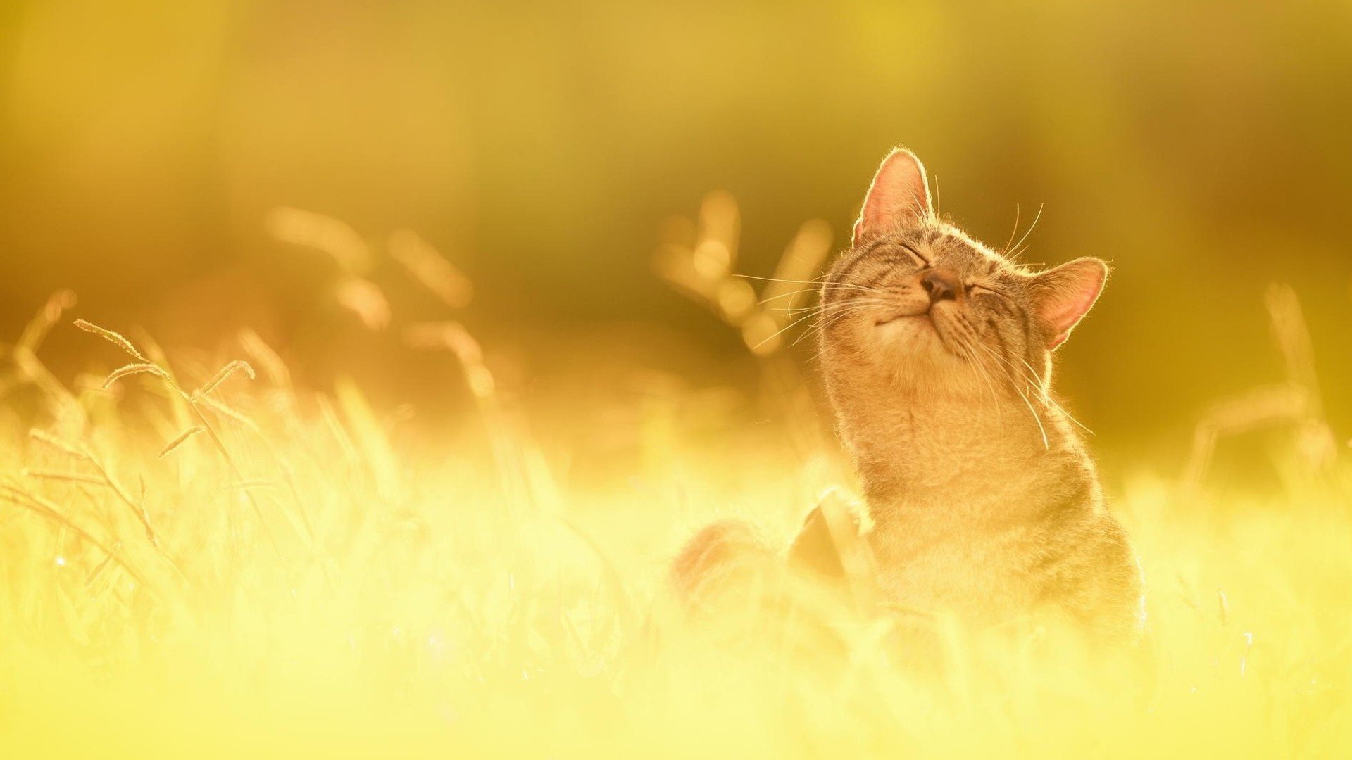 nature, Cat, Cute, Sunshine, Summer Wallpaper