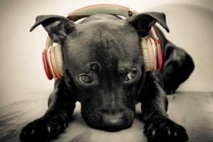dog, Animal, Cute, Headphone