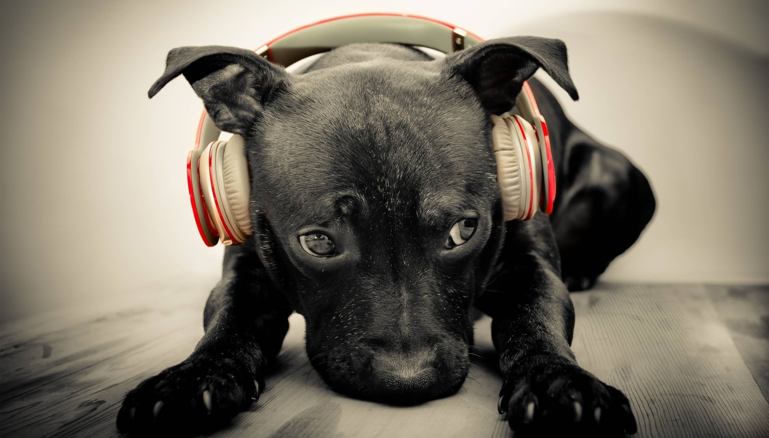 dog, Animal, Cute, Headphone Wallpaper