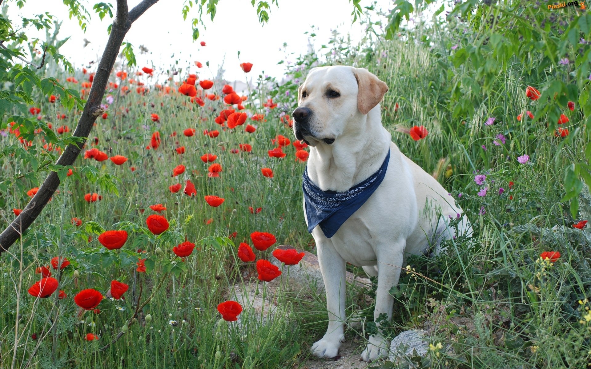 perro, Labrador, Paa Wallpaper