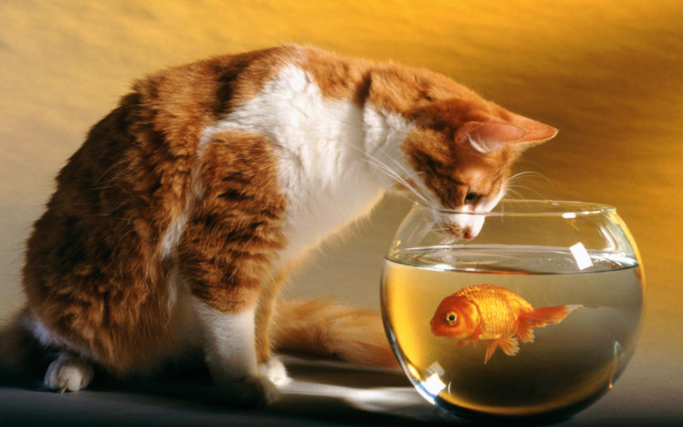 cats, Funny, Goldfish, Fish, Bowls HD Wallpaper Desktop Background