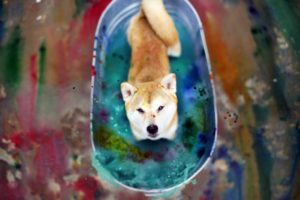 animal, Cute, Dog, Beauty, Color, Bath