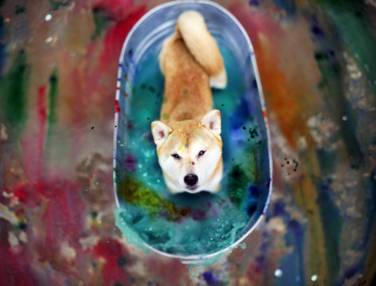 animal, Cute, Dog, Beauty, Color, Bath HD Wallpaper Desktop Background