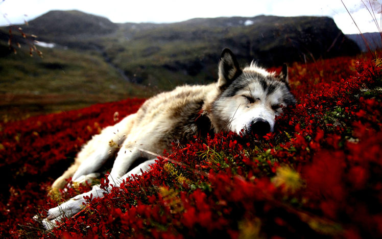 dogs, Alaska, Sleeping HD Wallpaper Desktop Background