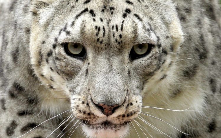 snow, Leopard, Leopards, Face, Eyes HD Wallpaper Desktop Background