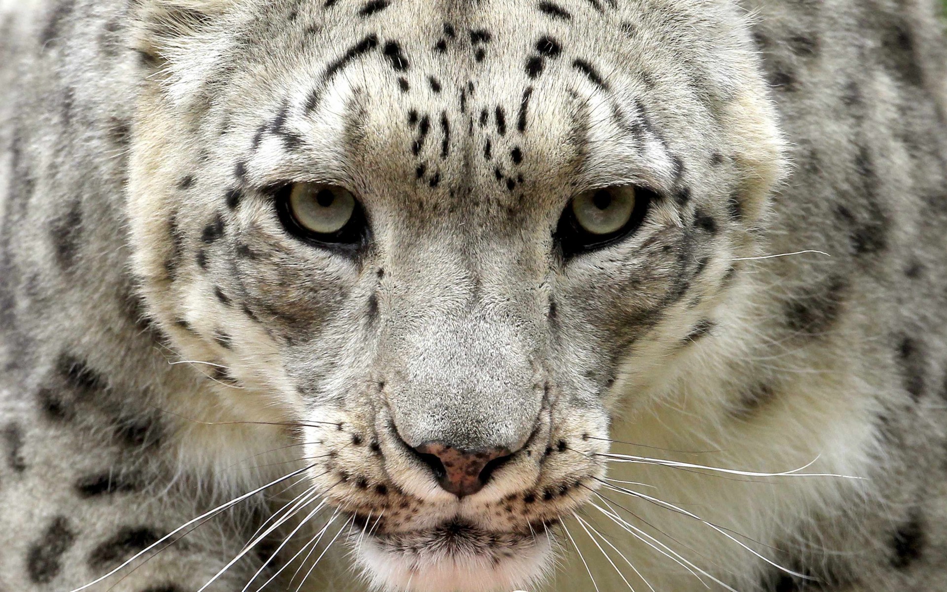 snow, Leopard, Leopards, Face, Eyes Wallpaper
