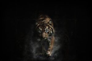 tiger, Tigers