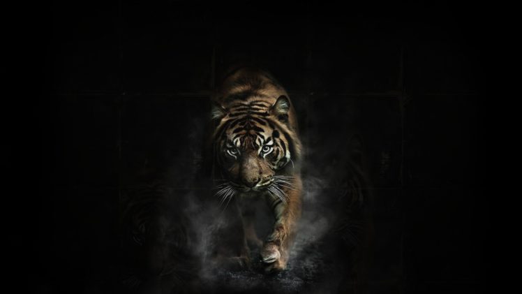 tiger, Tigers HD Wallpaper Desktop Background