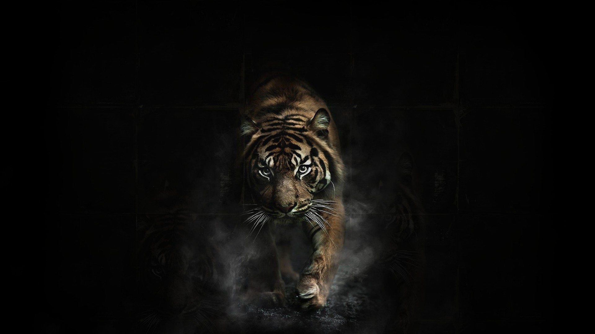 tiger, Tigers Wallpaper