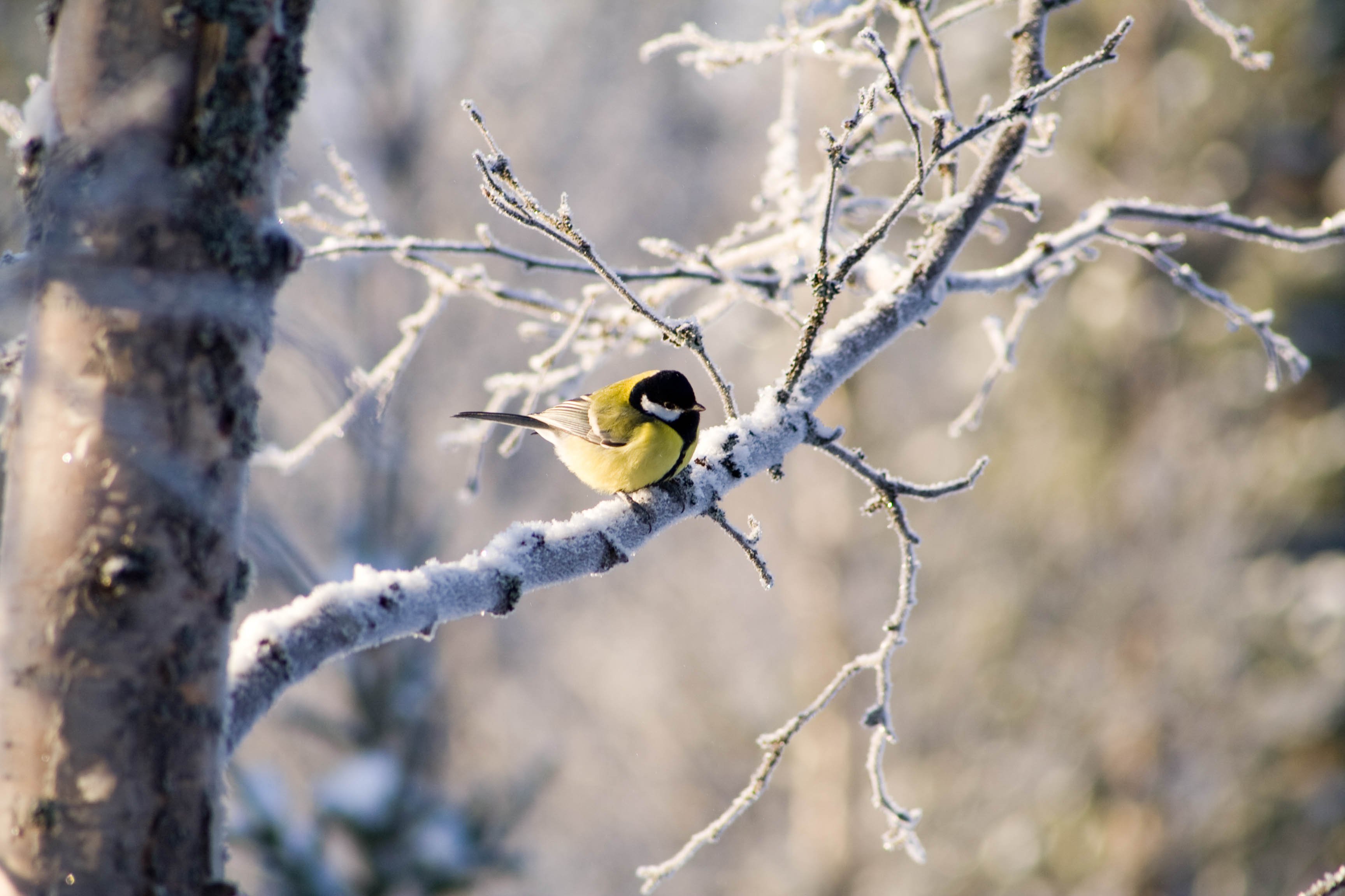 winter, Snow, Landscape, Nature Wallpaper