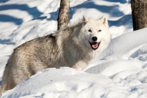 winter, Snow, Landscape, Nature, Wolf, Wolves