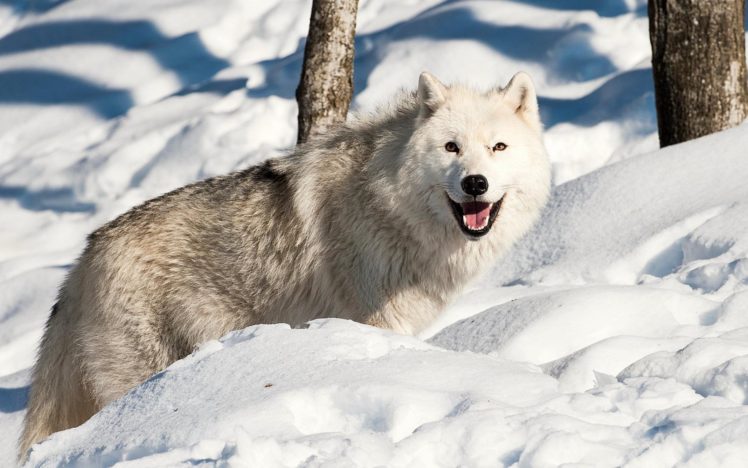 winter, Snow, Landscape, Nature, Wolf, Wolves HD Wallpaper Desktop Background