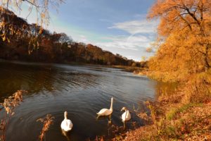autumn, Fall, Landscape, Nature, Tree, Forest, Leaf, Leaves, Swan, Goose, Geese