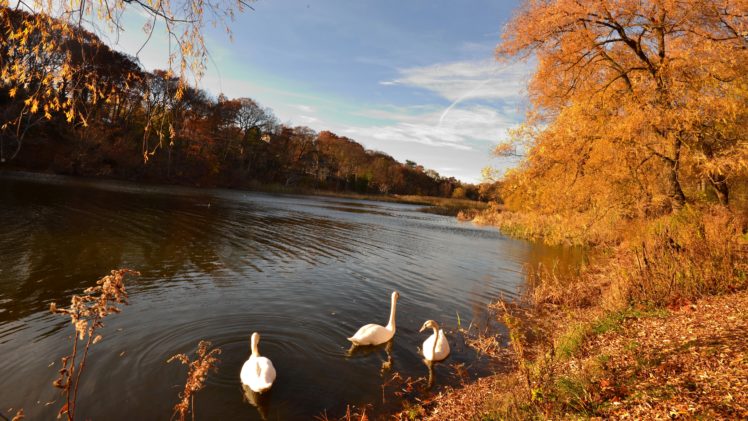 autumn, Fall, Landscape, Nature, Tree, Forest, Leaf, Leaves, Swan, Goose, Geese HD Wallpaper Desktop Background