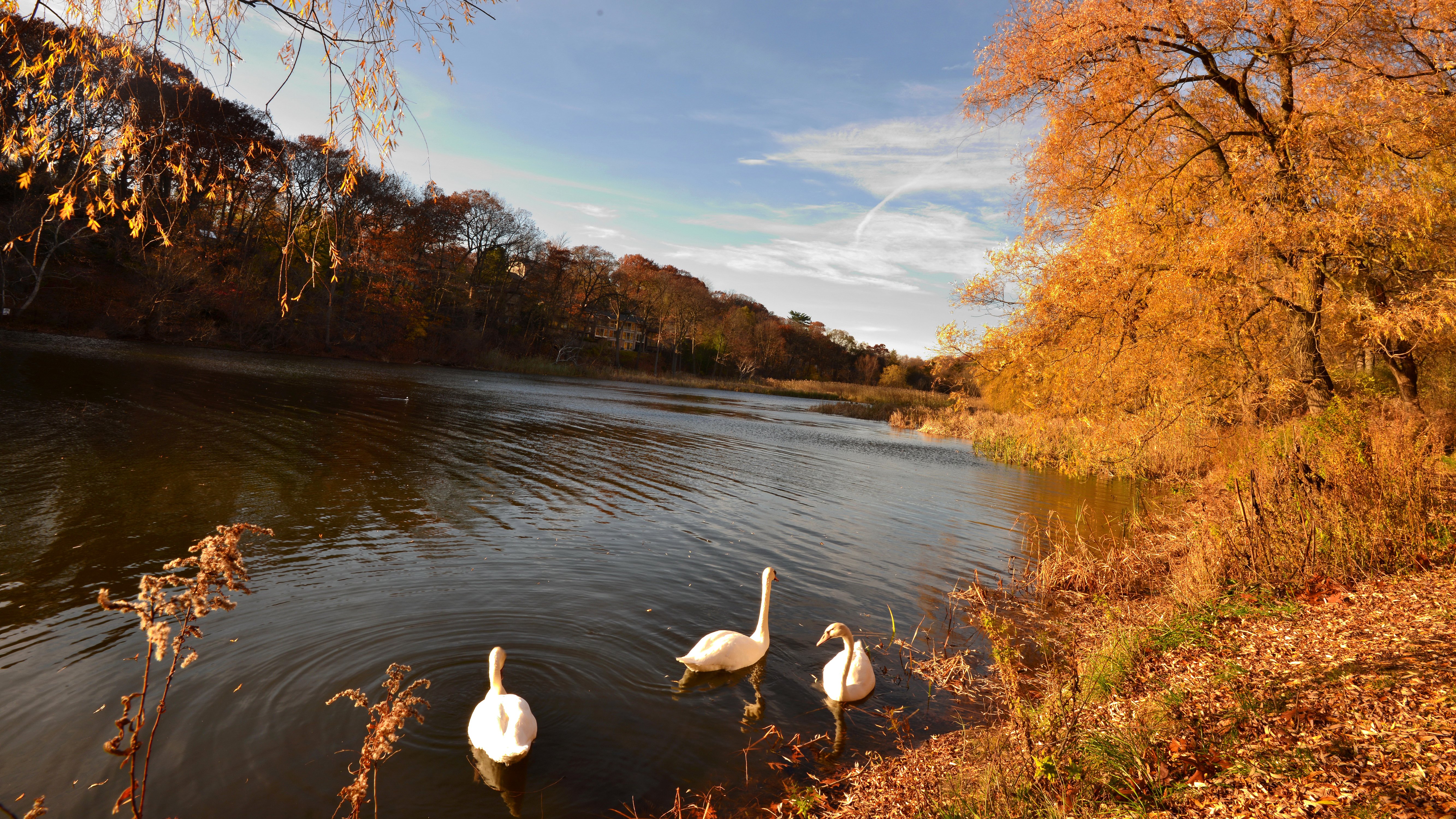 autumn, Fall, Landscape, Nature, Tree, Forest, Leaf, Leaves, Swan, Goose, Geese Wallpaper