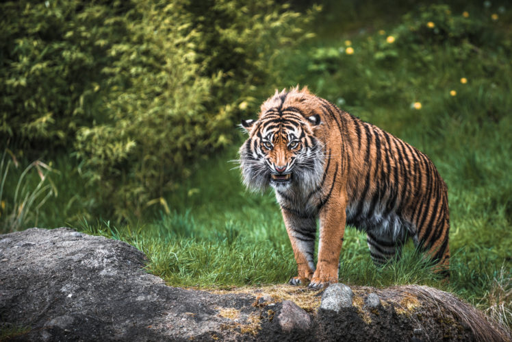 cats, Tigers, Animals, Tiger, Cat HD Wallpaper Desktop Background
