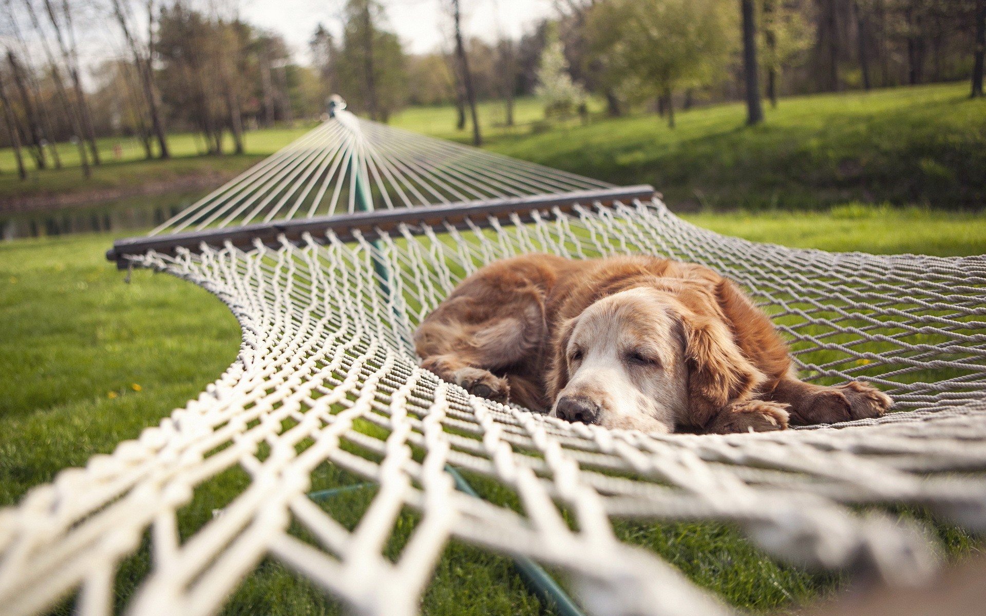 dog, Sleep, Hammock Wallpapers HD / Desktop and Mobile Backgrounds