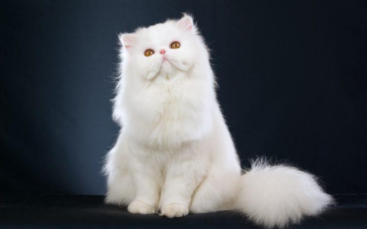 white, Persian, Cat, Kitten HD Wallpaper Desktop Background