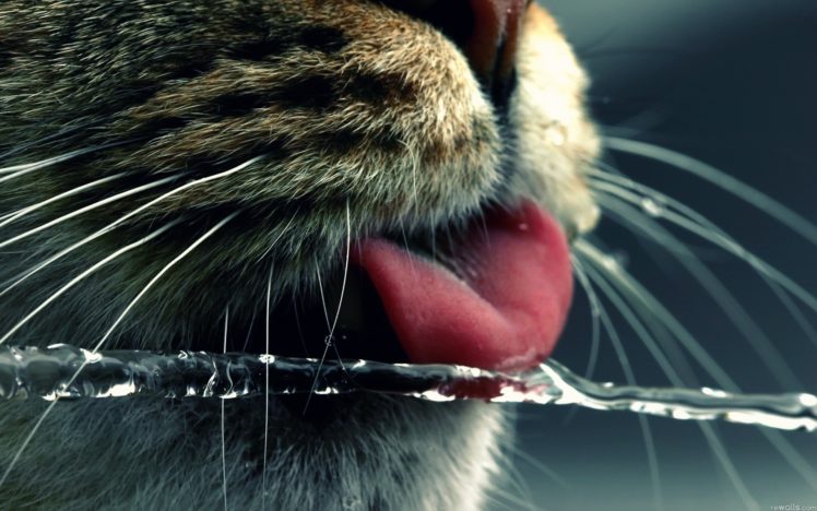 water, Close up, Cats, Animals, Macro HD Wallpaper Desktop Background