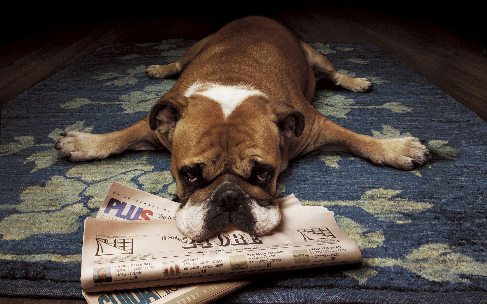 dog, Cute, Animal, Funny Wallpaper