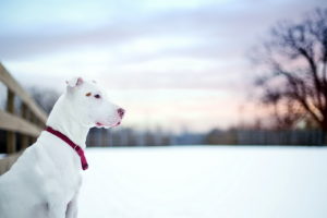pit, Bull, Winter, Snow, Dog