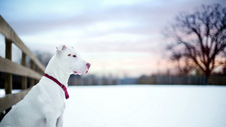 pit, Bull, Winter, Snow, Dog HD Wallpaper Desktop Background