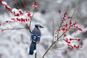 berries, Jay, Branch, Winter, Snow, Bird
