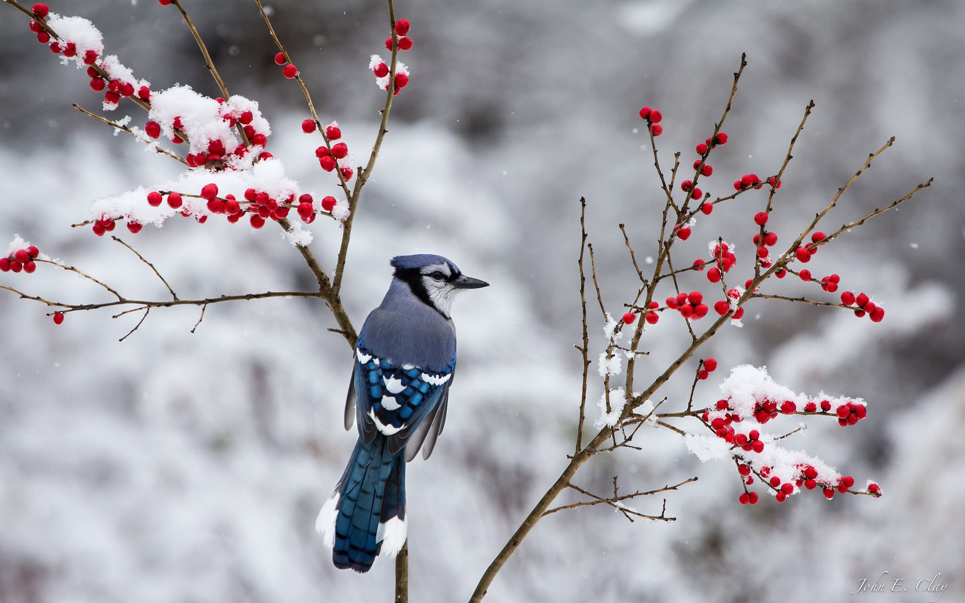 berries, Jay, Branch, Winter, Snow, Bird Wallpaper