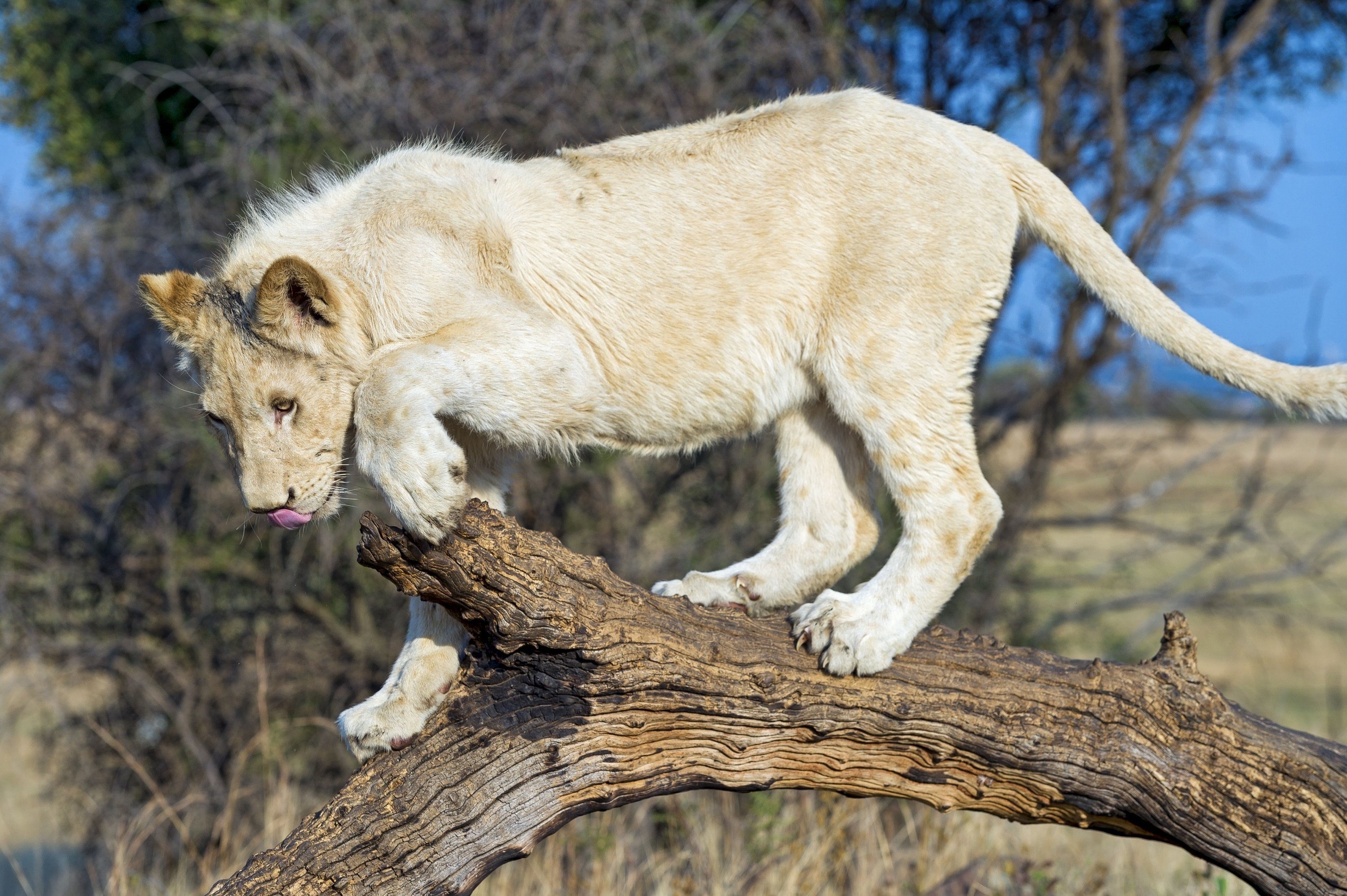 lion, Young, Wild, Cat, Predator Wallpaper