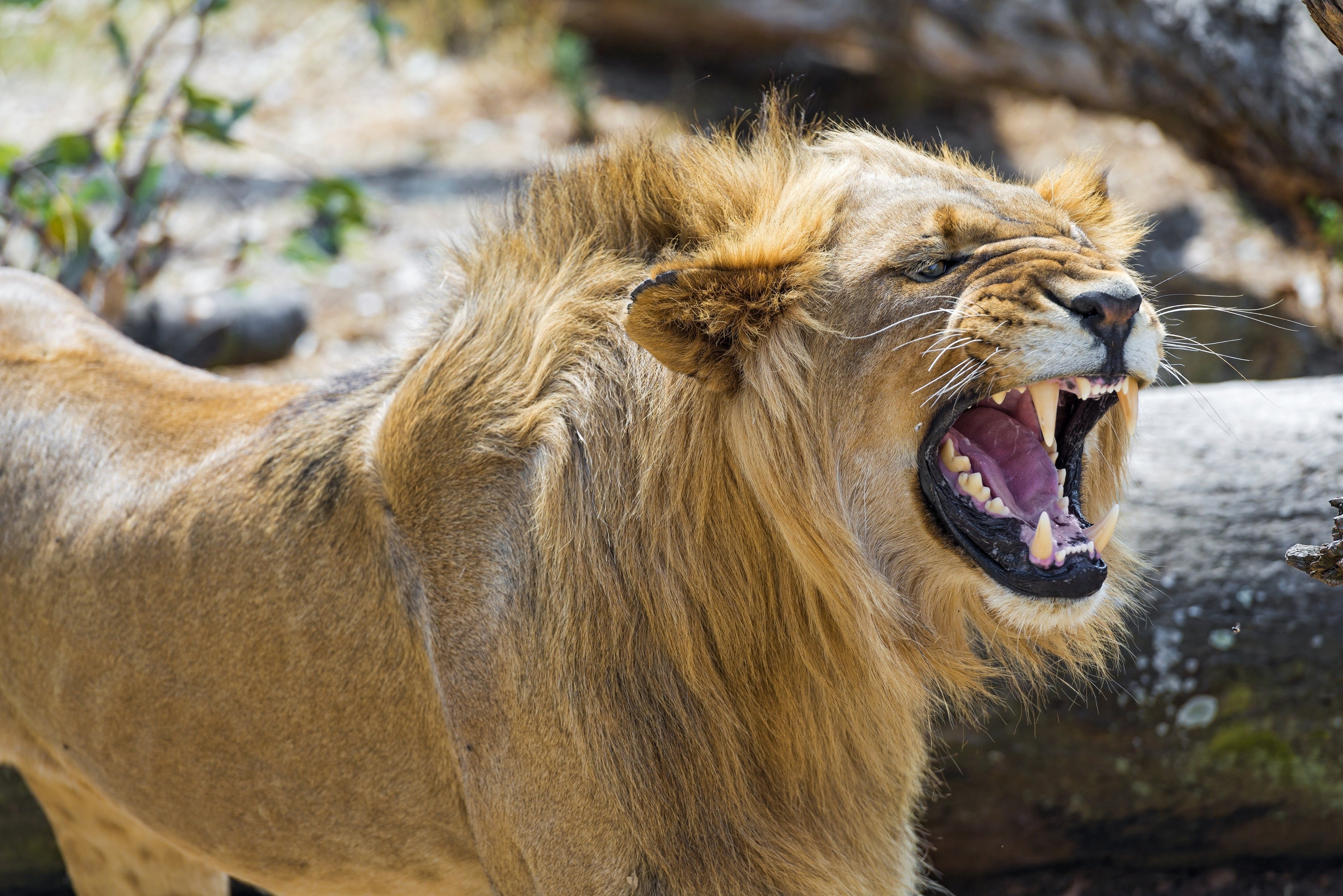 lion, Young, Wild, Cat, Predator, Mane, Face, Teeth, Fury, Rage, Jaws