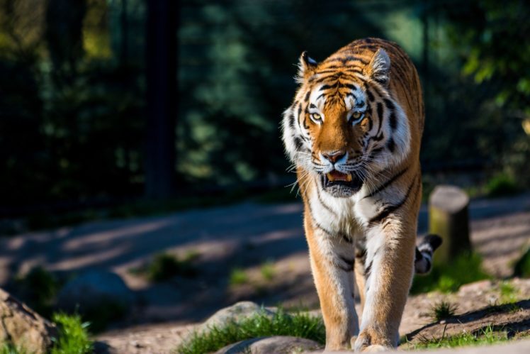 amur, Tiger, Tiger, Wild, Cat, Predator HD Wallpaper Desktop Background