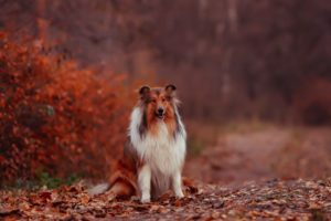 autumn, Leaves, Dog, Collie