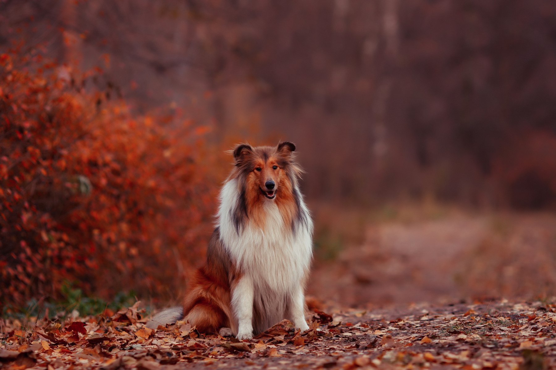 autumn, Leaves, Dog, Collie Wallpaper